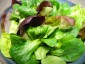 Gemischte Blattsalate